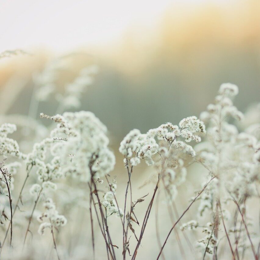 abendstimmung, nature, sunset